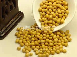 黄豆图片,黄豆高清图片 内蒙古佟明阡禾食品有限责任公司,