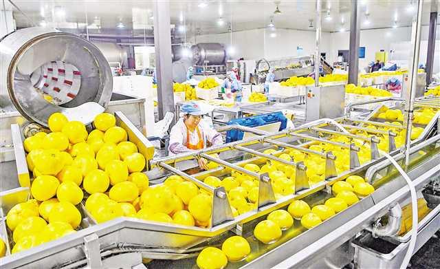 秭归屈姑国际农业集团员工在果蔬自动化加工生产线上加工番茄.